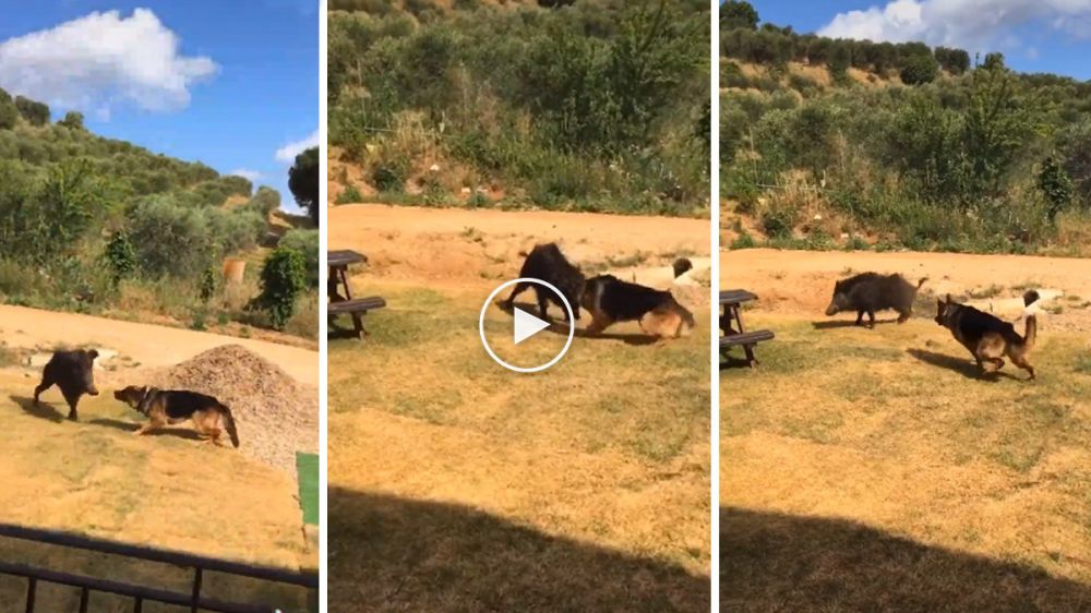 Un jabalí entra en una casa y se enfrenta a su perro, pero el pastor alemán se impone