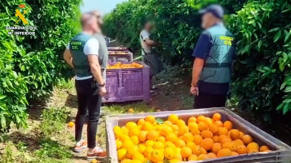 Ladrones de naranjas y mandarinas: la Guardia Civil detiene a seis personas por robo de cítricos 