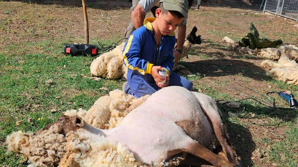 Manuel, con siete años, dedica sus vacaciones estivales a ayudar a su familia en la esquila de ovejas