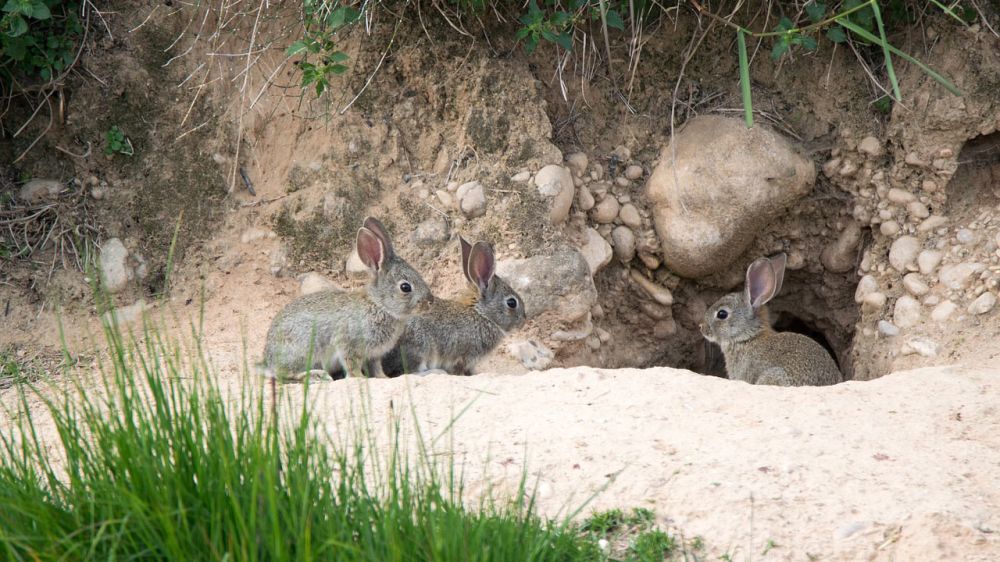 La desinfección periódica de las madrigueras disminuye notablemente la incidencia de la mixomatosis en las poblaciones de conejos
