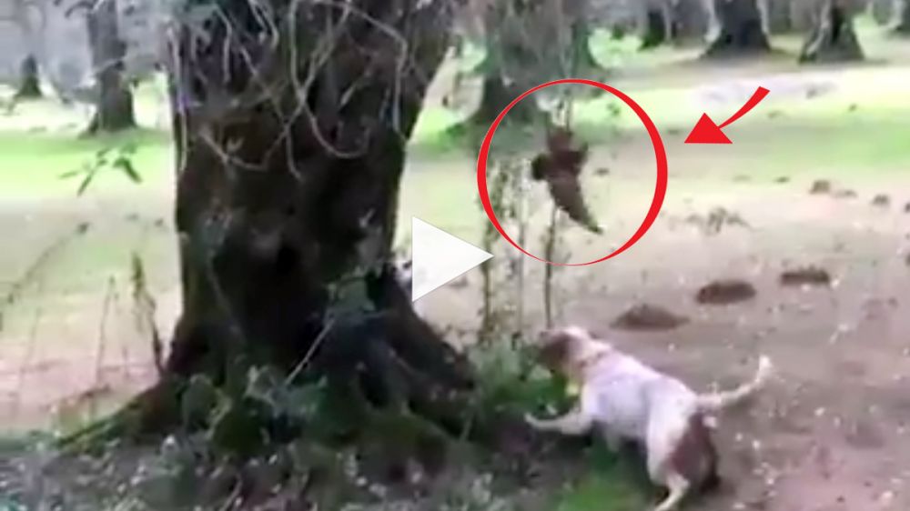 Una becada, el tronco de un árbol y dos perros de muestra: espectacular lance de caza