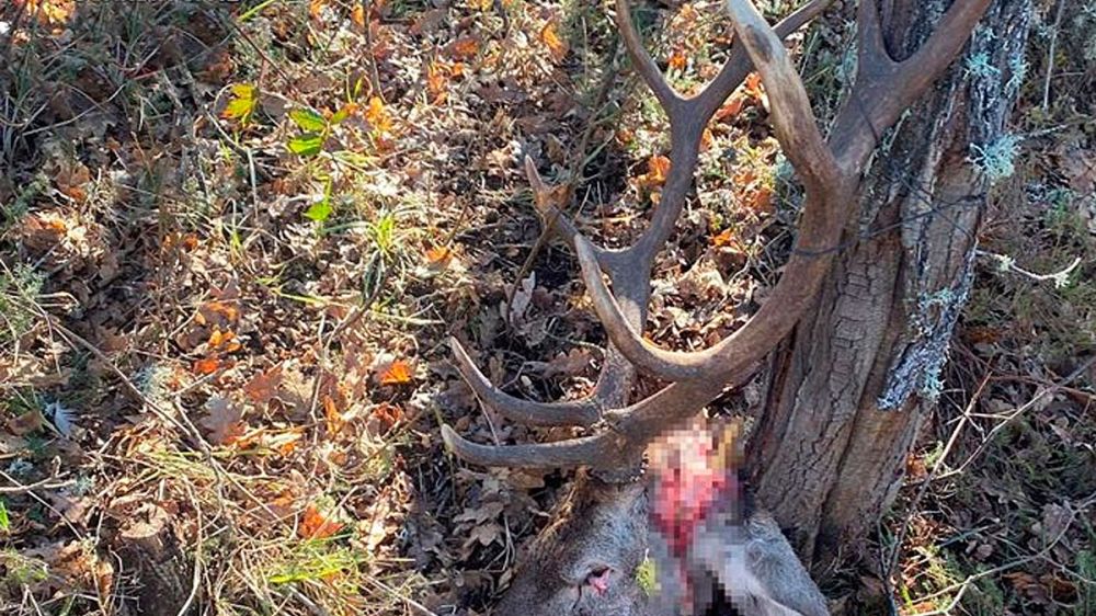 Investigado por furtivismo en un coto de Aguilar de Campoo tras encontrar una cabeza de ciervo cortada