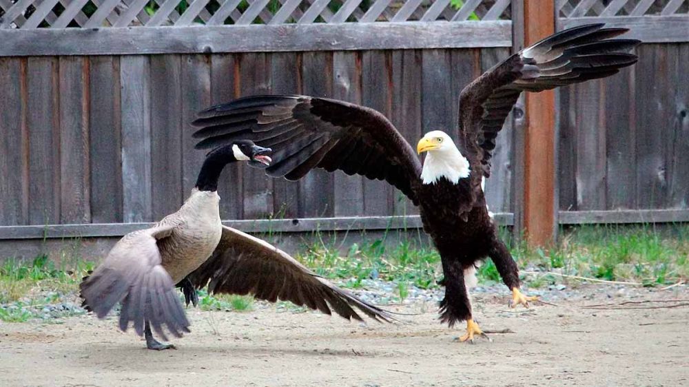 Dos gansos acuden al rescate de una gallina cuando es atacada por un águila