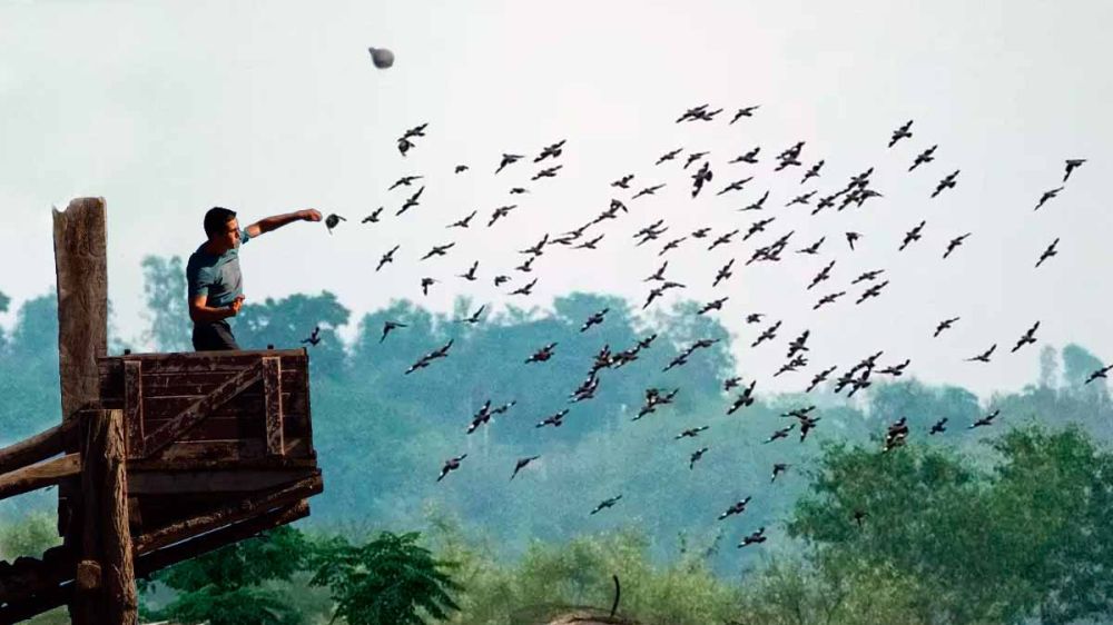 La caza de la paloma torcaz con red en los pasos pirenaicos