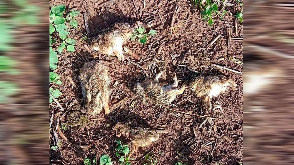 Denuncian la muerte de crías de liebres por efecto de herbicidas