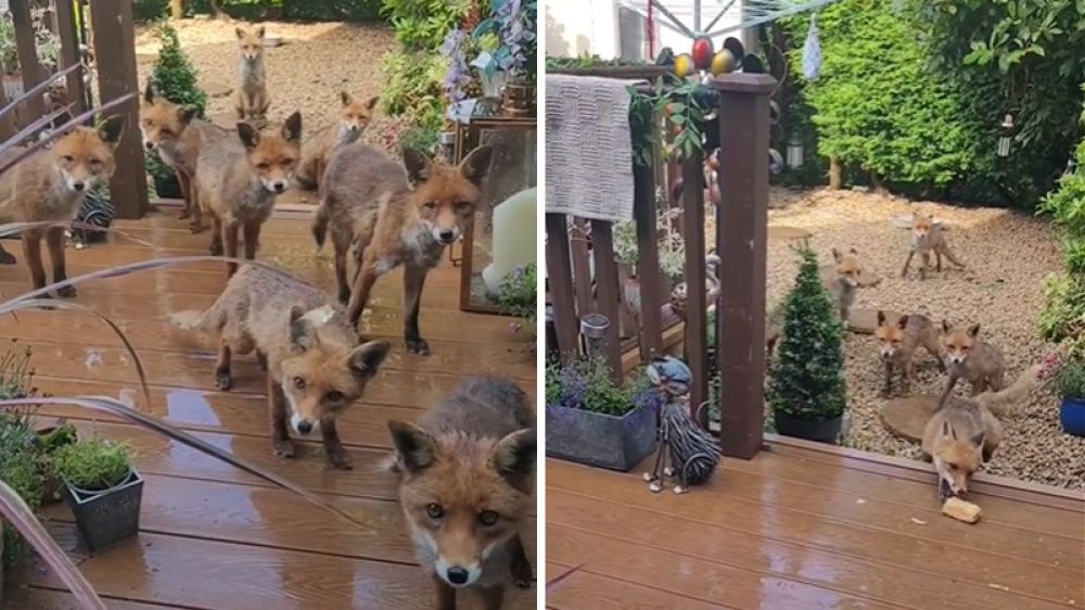 Un grupo de zorros llega a la puerta de una casa en busca de comida