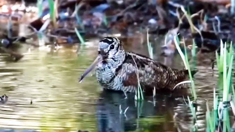 En vídeo: la fauna cinegética afronta las olas de calor