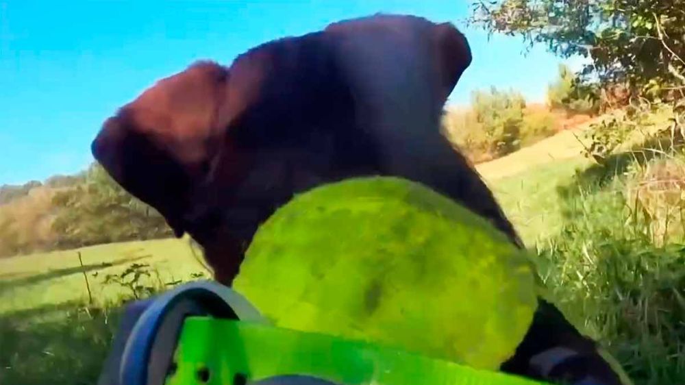 Una cámara colocada en un jagd terrier nos permite vivir en primera persona la caza del jabalí