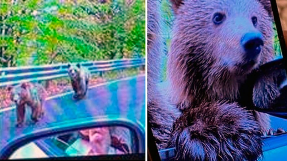 Un oso pardo destroza el brazo de una mujer cuando trata de fotografiarlo desde el interior de un vehículo