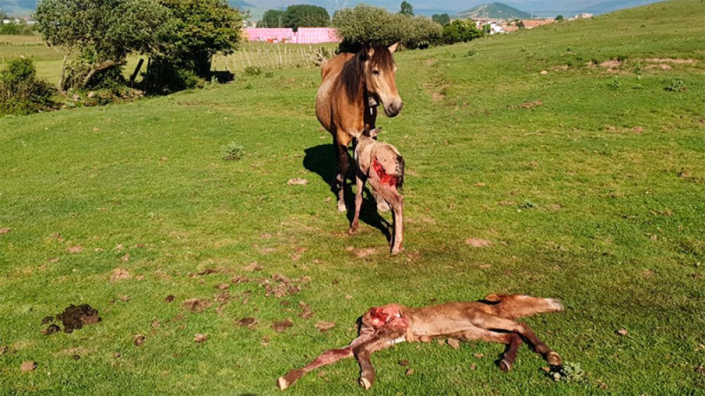 Los lobos masacran su ganado mientras los ganaderos cántabros se manifestaban en Madrid