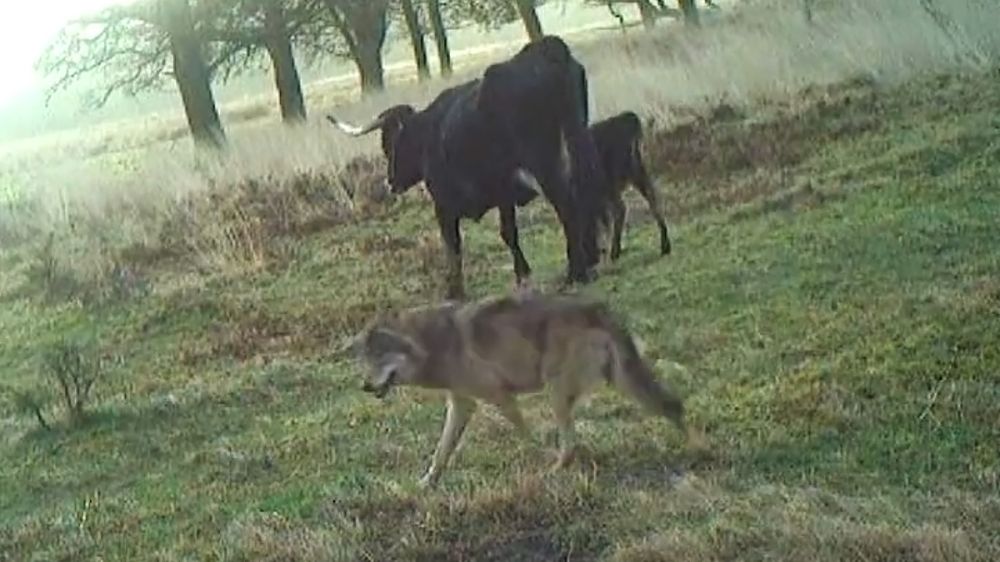Graban a una manada de lobos acosando al ganado: su objetivo es un ternero, pero la madre lo defiende
