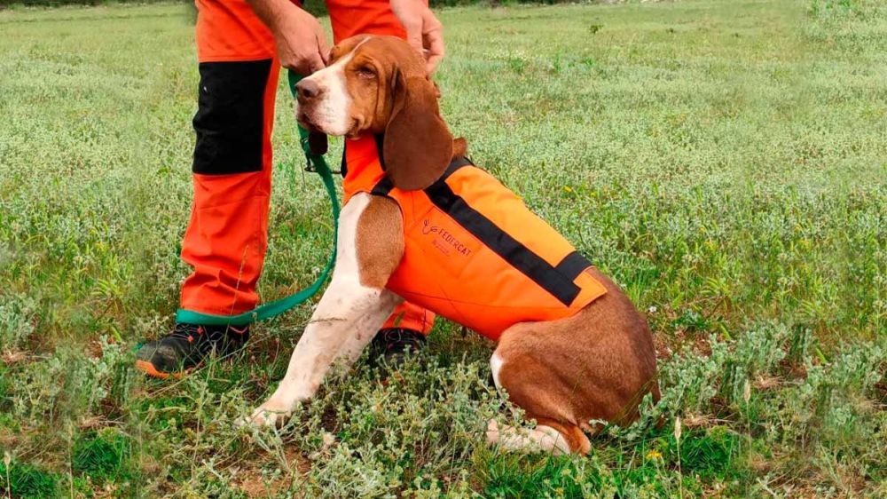 Cataluña repartirá medio millón de cartuchos y 450 chalecos protectores para perros para ayudar a los cazadores en el control del conejo y el jabalí