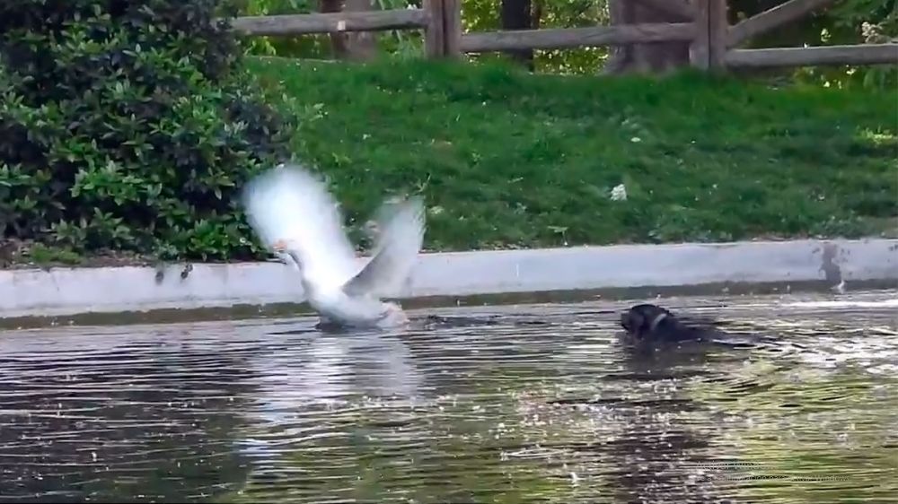 Un perro suelto persigue a los patos de un estanque del Parque del Buen Retiro de Madrid