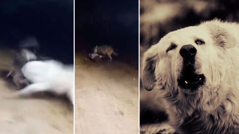 Un valiente perro pastor se enfrenta a dos lobos que acaban de matar un ternero en una explotación lechera