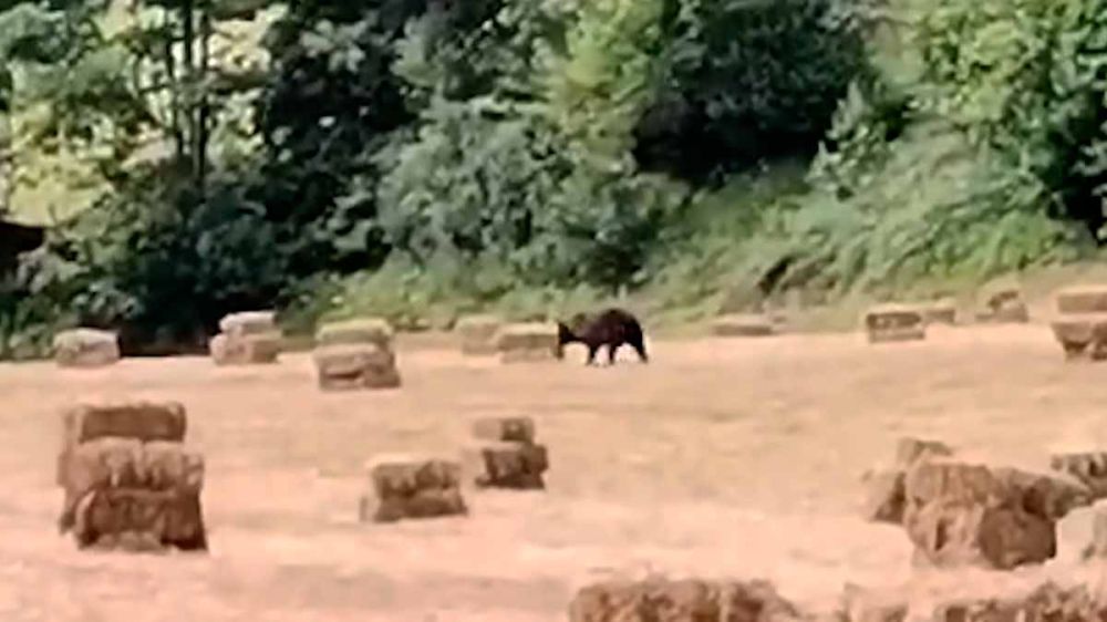 Un oso sorprende a varios vecinos mientras recogían hierba en Somiedo