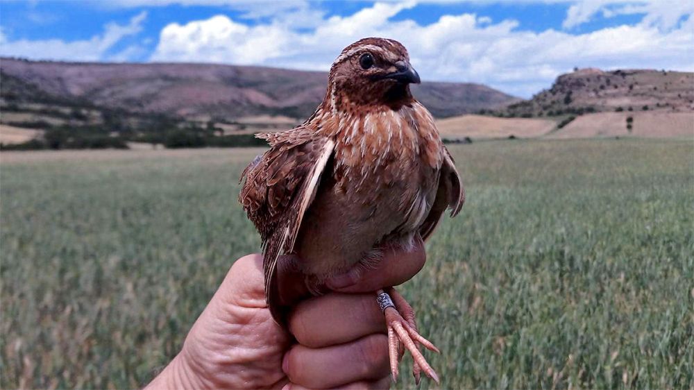 Método Específico para el Seguimiento de la Codorniz Común: así se estudia al ave migratoria en España