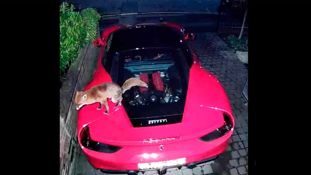 Un zorro defeca sobre un vehículo de más de 200.000€