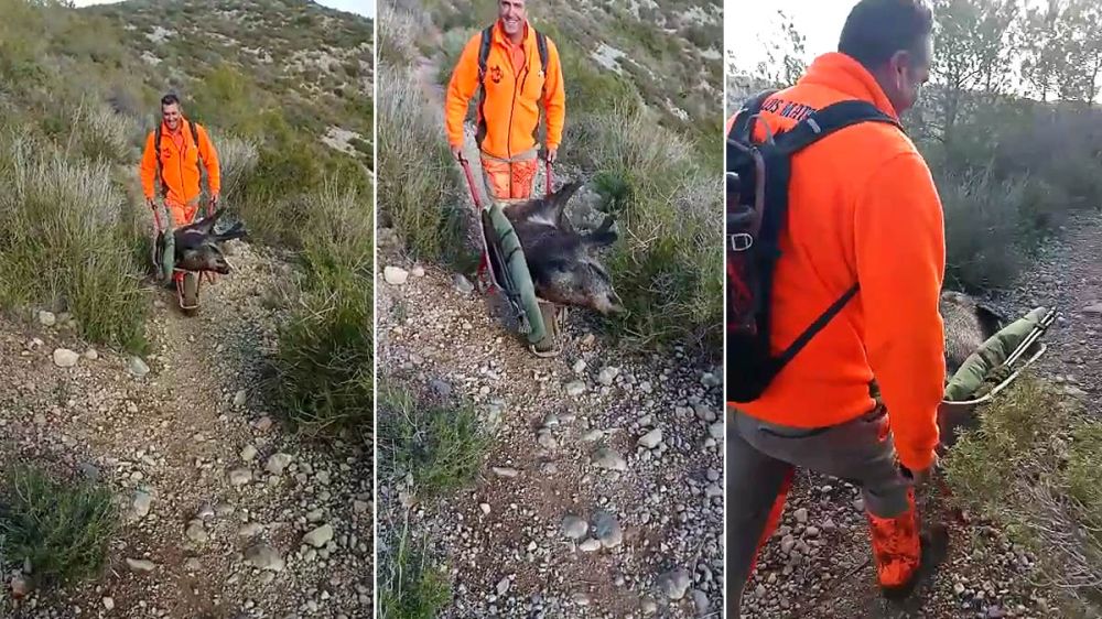 Con una carretilla: así se las ingenia un cazador catalán para sacar los jabalíes del monte