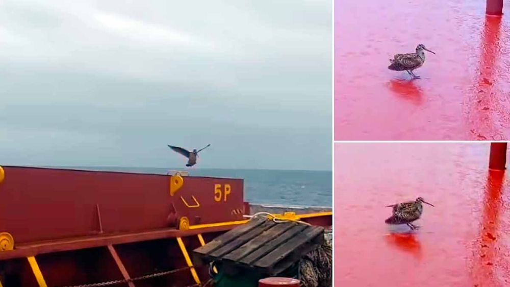 Una becada exhausta aterriza en un barco durante su migración