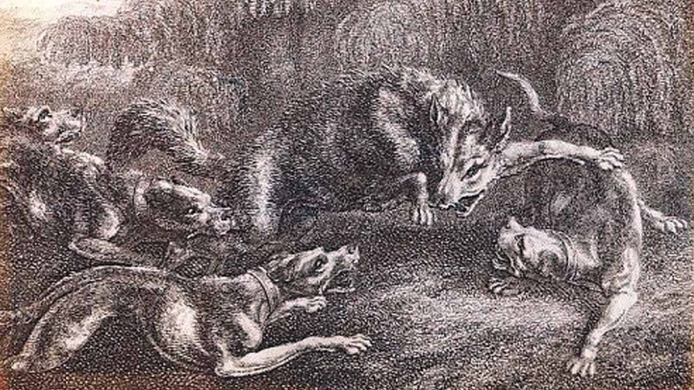 Lebreles gigantes para perseguir, atrapar y matar lobos: I, el irish wolfhound