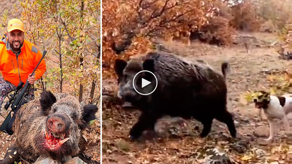 Un cazador catalán graba el peligroso lance en el que abate un jabalí de más de 200 kilos