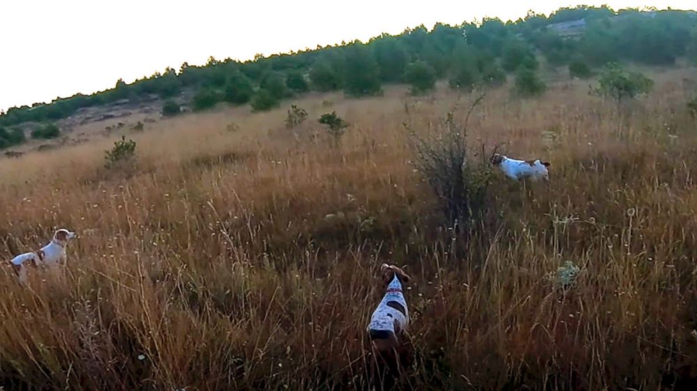 Tres perros de muestra ante una codorniz, el vídeo que te encantará ver una y otra vez