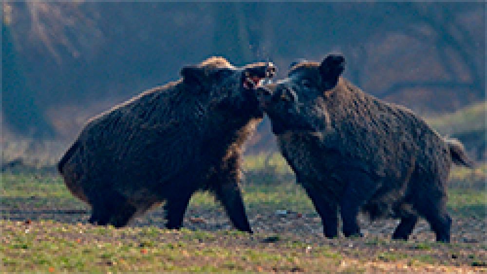 Hungría declara su primer foco de Peste Porcina Africana en jabalíes