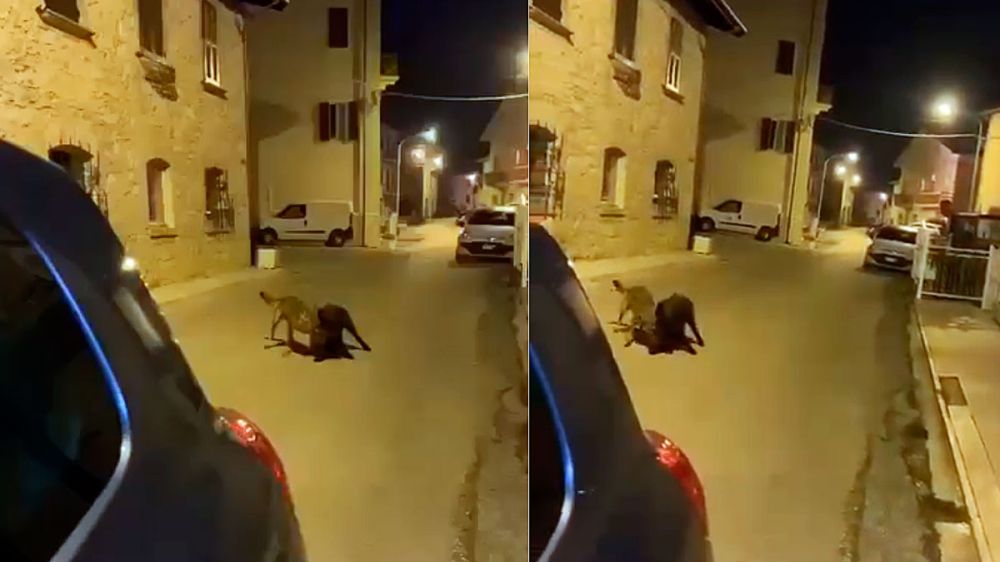 Un lobo caza un jabalí en las calles de un pueblo de 2.800 habitantes