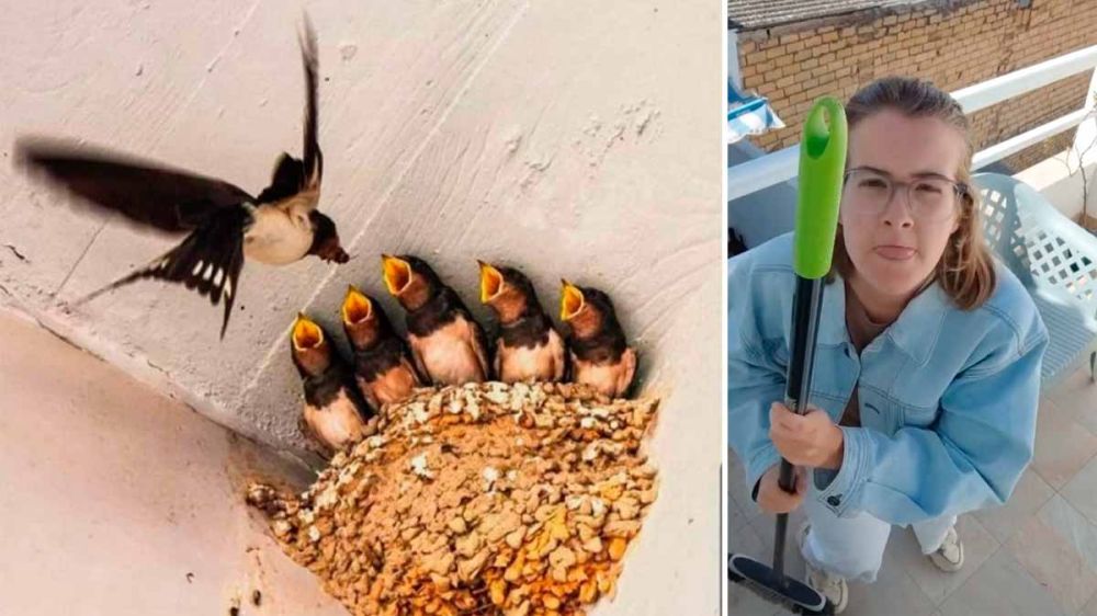 El vídeo viral de la golondrina que avisa para que no le destrocen el nido