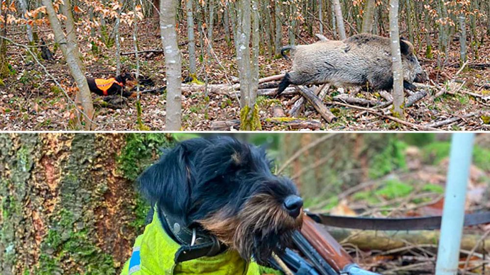 Pequeños perros tras grandes jabalíes: una cámara colocada en un jagd terrier de siete meses nos permite vivir su primer contacto con la caza real