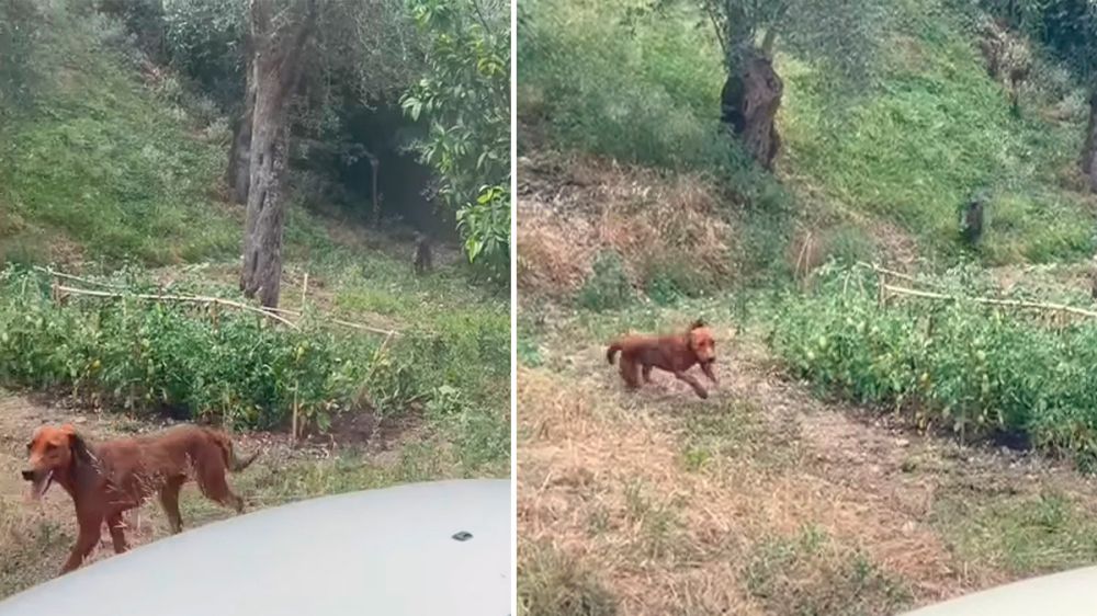Una hembra de jabalí ataca a un perro frente a sus dueños y en su vivienda