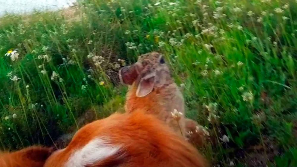 Los perros de caza ya graban vídeos de sus jornadas