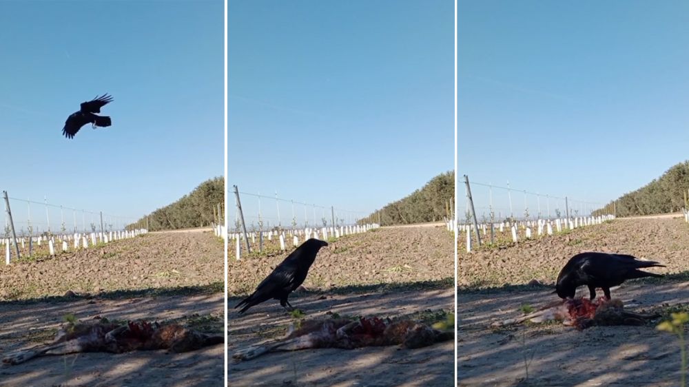 Una liebre con mixomatosis sirve de alimento a un cuervo 
