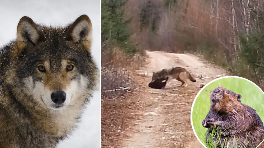 Un lobo da caza a un castor en el primer registro en vídeo que se conoce