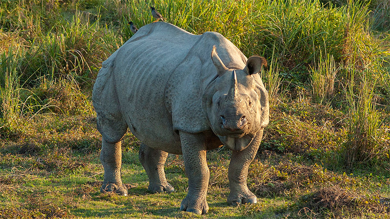  Rinoceronte indio