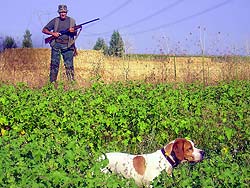  Un aficionado cazando a perra puesta codornices en un coto de la provincia de León. Foto: Leonardo de la Fuente.