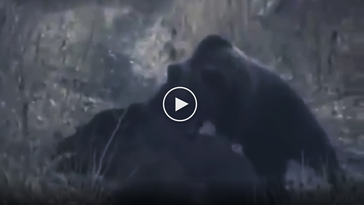  Un oso caza y devora a un enorme jabalí