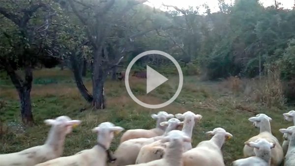  vídeo jabalí ataca rebaño ovejas