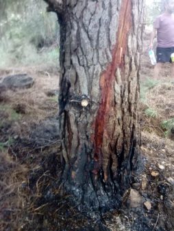  Un rayo cae sobre un árbol y origina un incendio