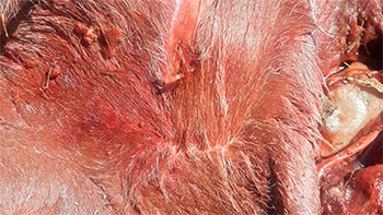  Detalle donde se aprecian las dentelladas y navajazos del jabalí en el cuerpo del ternero.