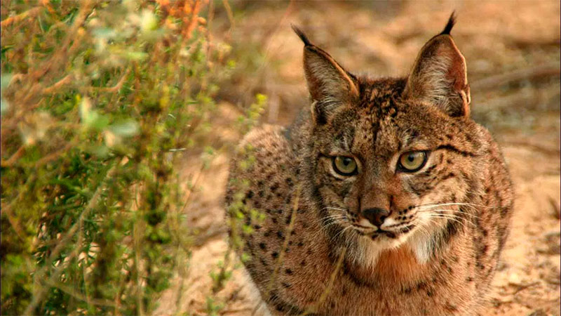  Lince