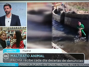  Pacma manipula el maltrato animal en TVE