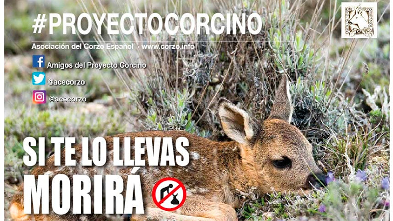  Proyecto Corcino 2019