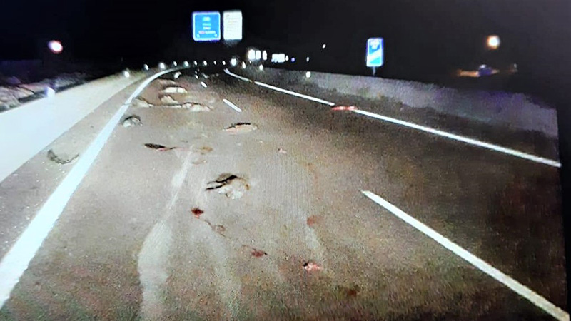   jabalíes muertos en una carretera
