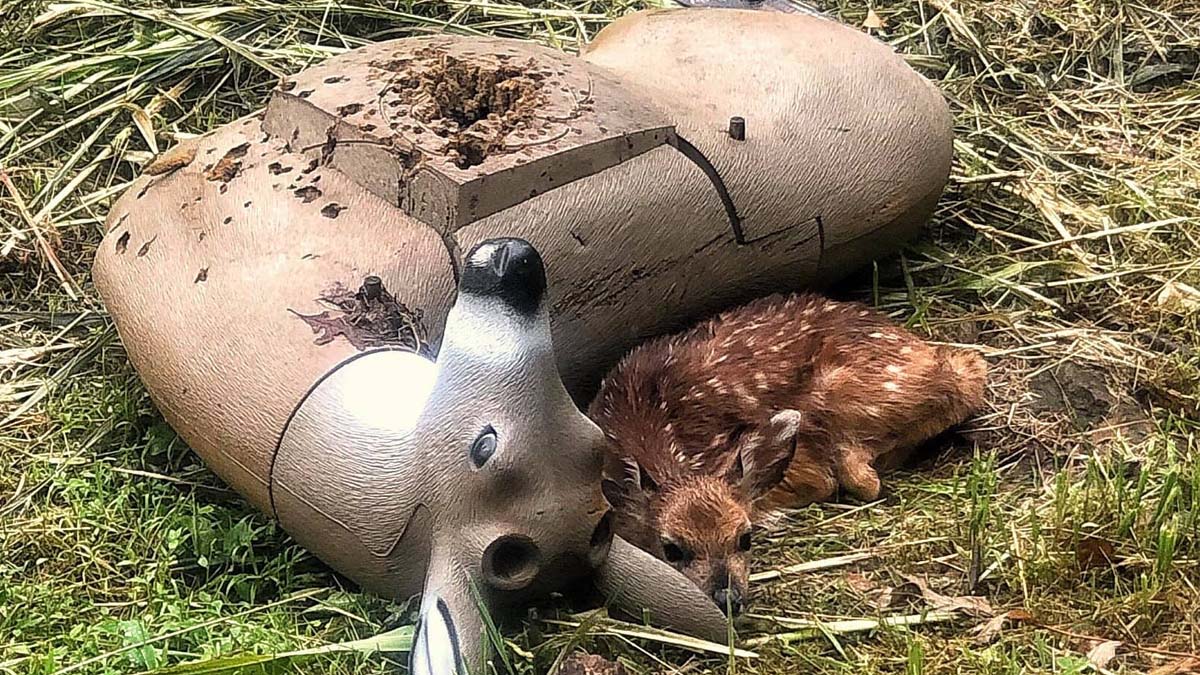   Animalistas que utilizan fotografía cervatillo para manipular contra caza