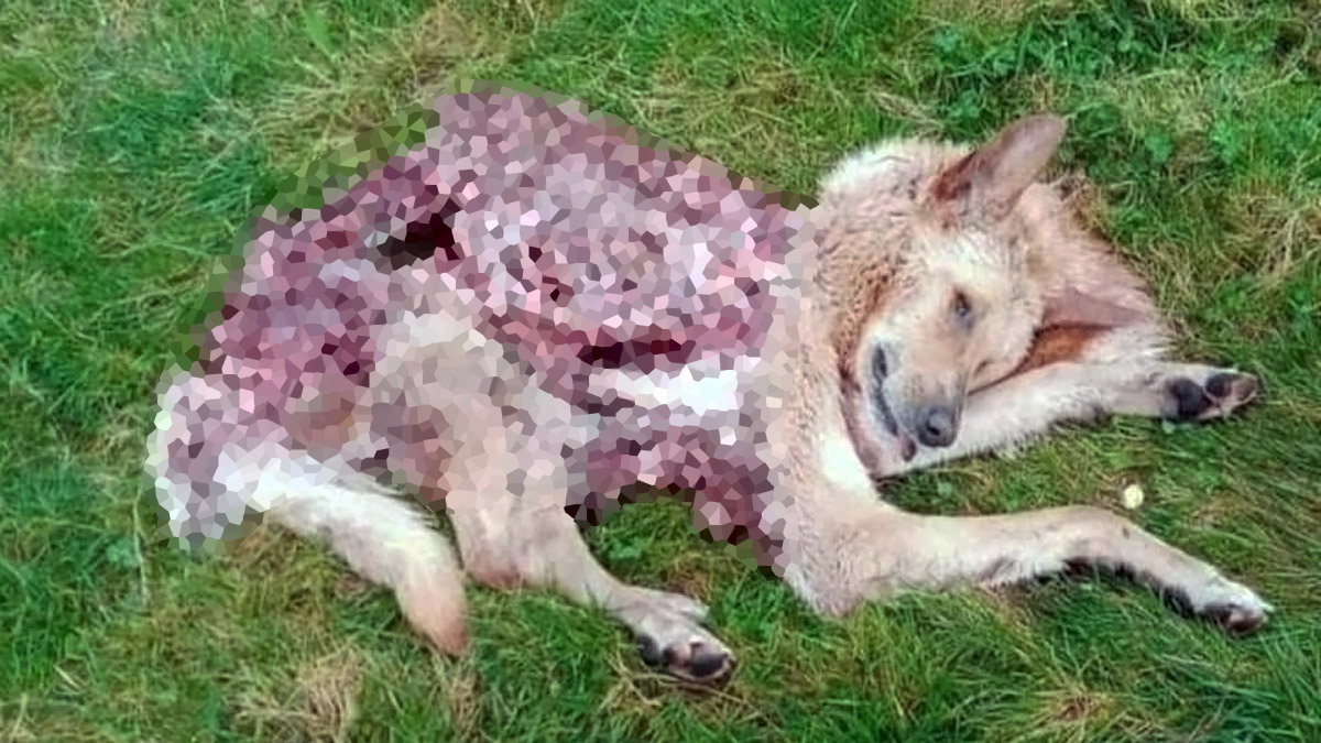 Perros pastores dan la vida por proteger a sus rebaños de los ataques del  lobo