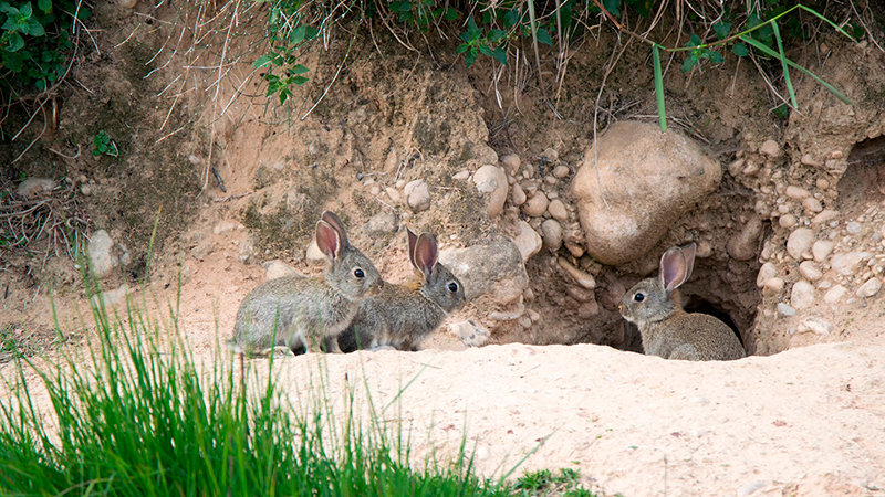  Autorizan cazar conejos en Castilla-La Mancha durante Estado de Alarma