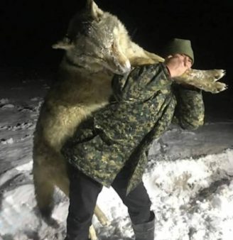  Lobo enorme abatido por cazador en Rusia