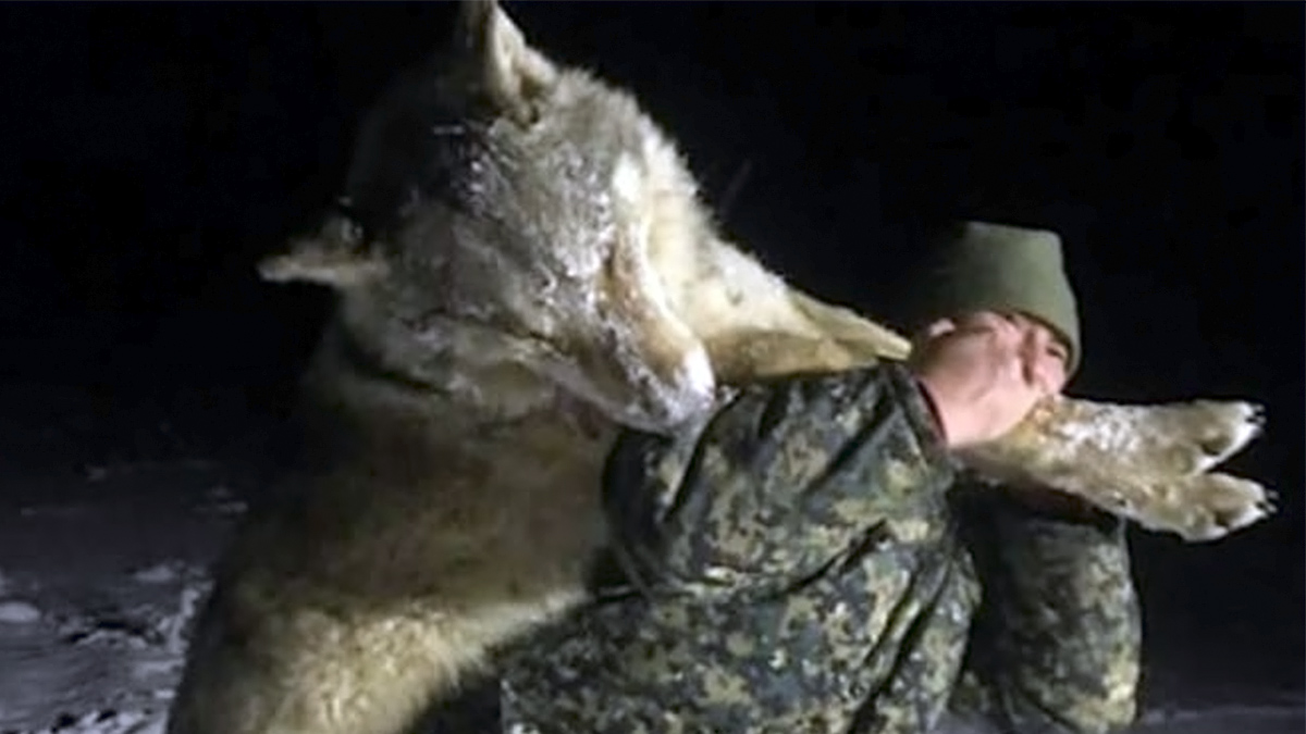  cazador abate un gigantesco lobo