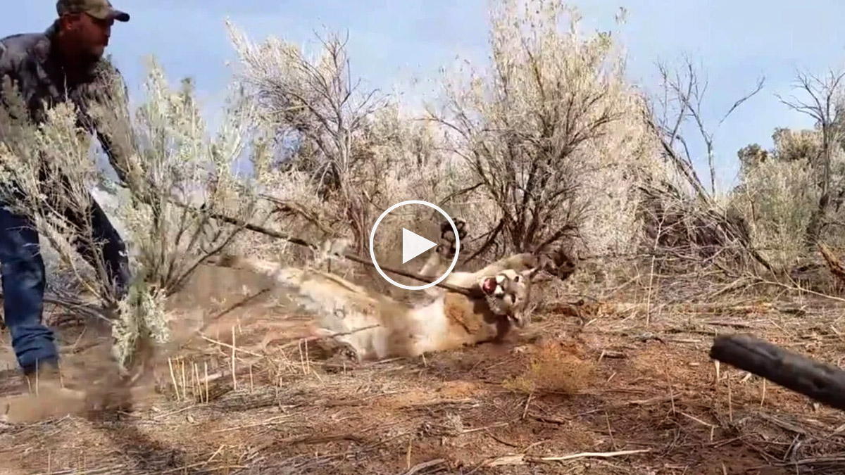  Cazador libera puma trampa coyotes